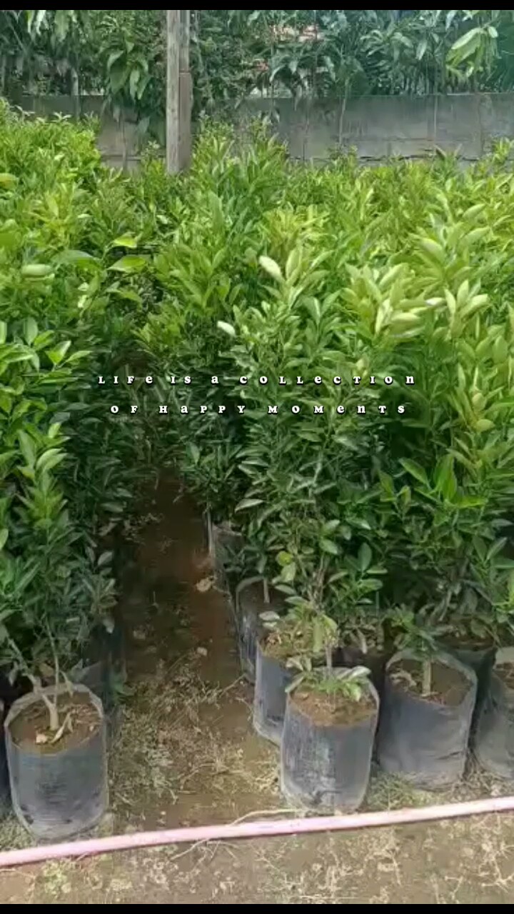 Cresça Positivo Embora