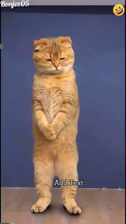 Lustige Katze