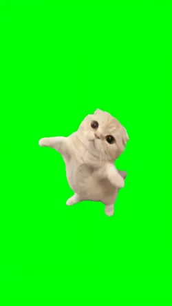 KITTEN DANCE