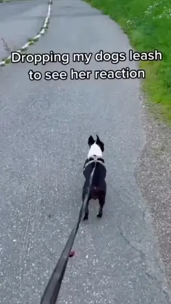 Dog reaction