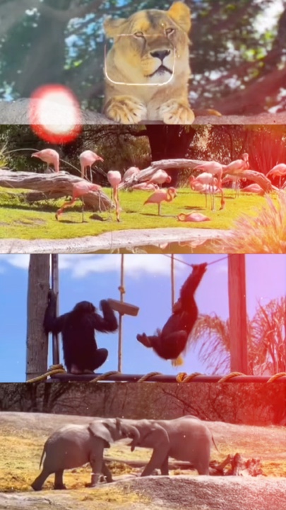 Zoo 