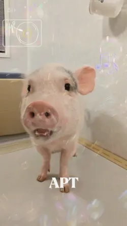 Mini pigs singing