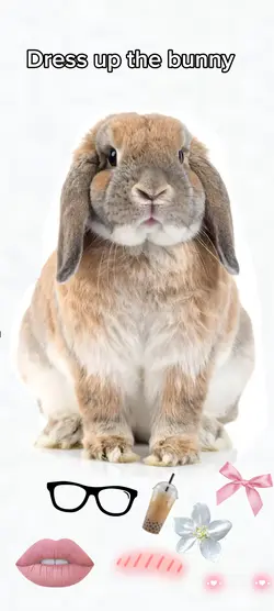 Dress up the bunny