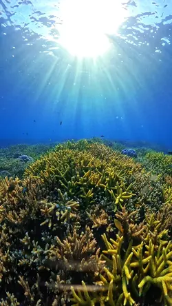 Underwater templat