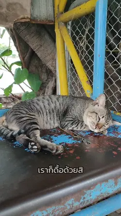 เราก็ดื้อด้วยสิ