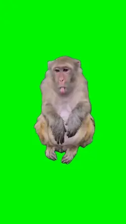 monkey feel disgust