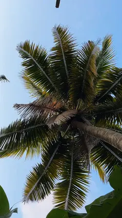 4 video cinematic