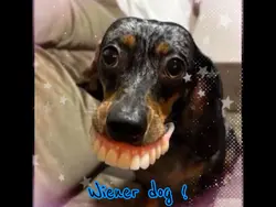 Wiener dog~