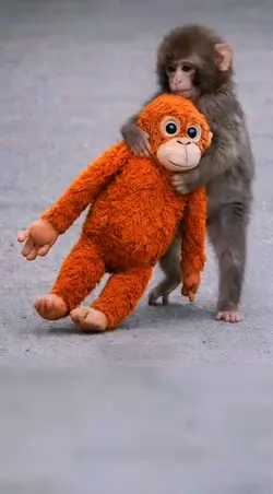 Alone baby monkey 