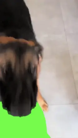 Dog chewing