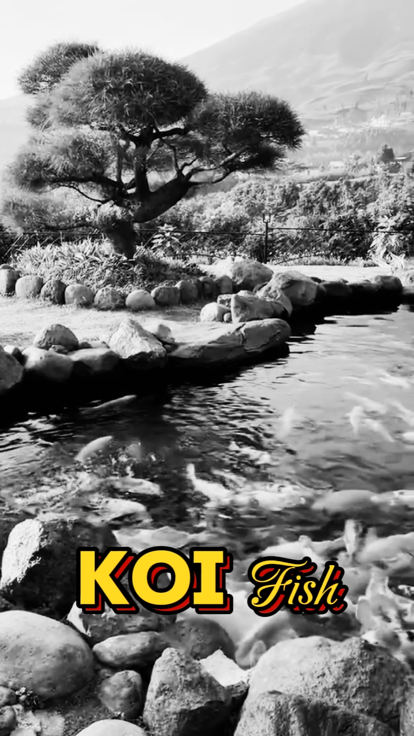 Vlog : KOI Fish 