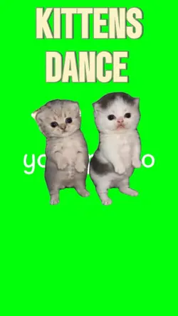 kittens dance