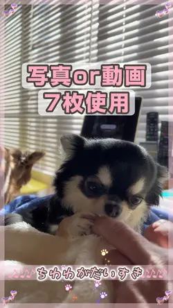 ♪🐶かわいいちわわ🐶♪