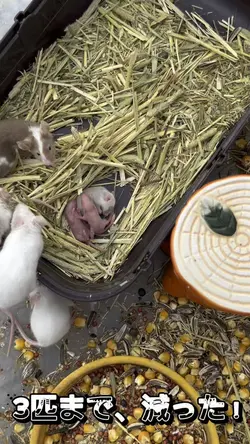 3匹まで、減った！