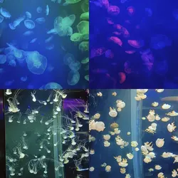 Singapore Oceanarium