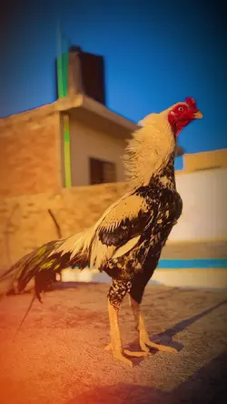 Soki Kabaddi Khedni