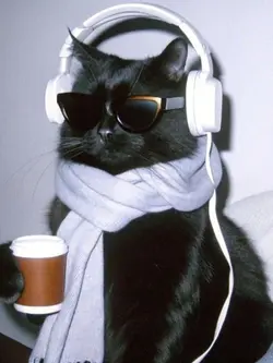1 picture cat