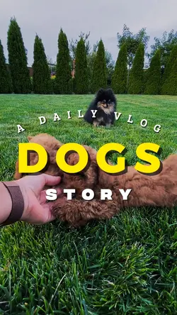 Dogs Story