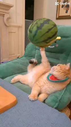Cutie cat with 🍉 