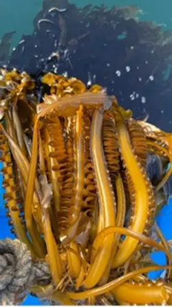 のりのりワカメ