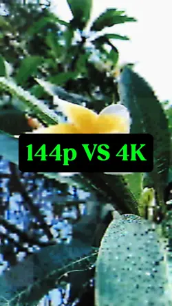 144p VS 4K nature