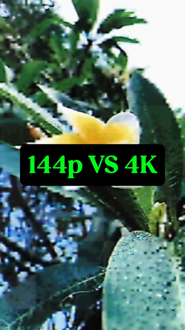 144p VS 4K nature