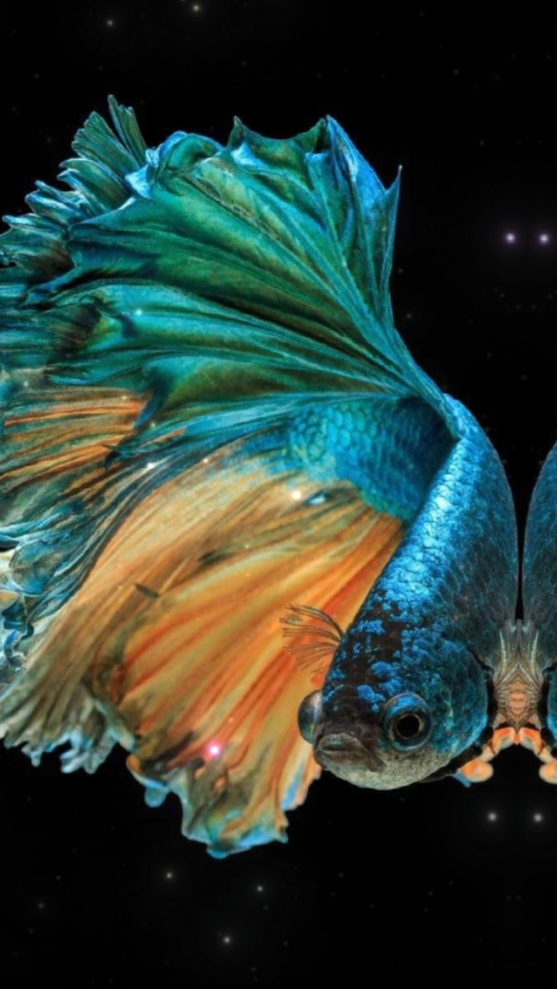 Cover Picture