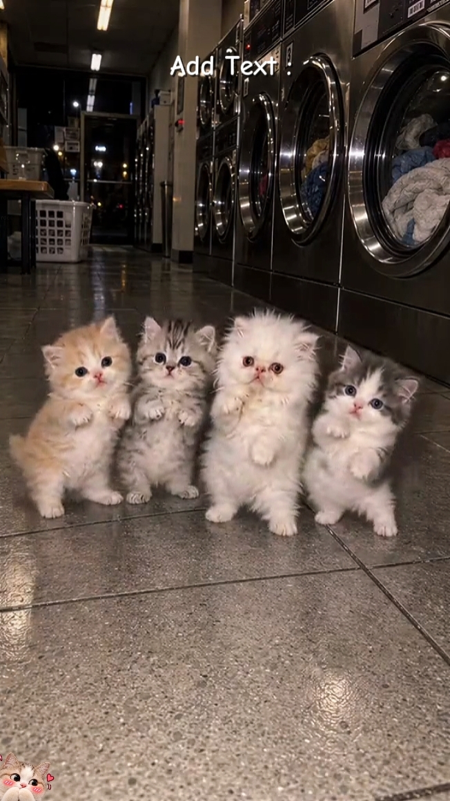 Niedliche Katze Trend 