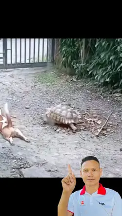 เรื่องของเต่ากับสุนัข