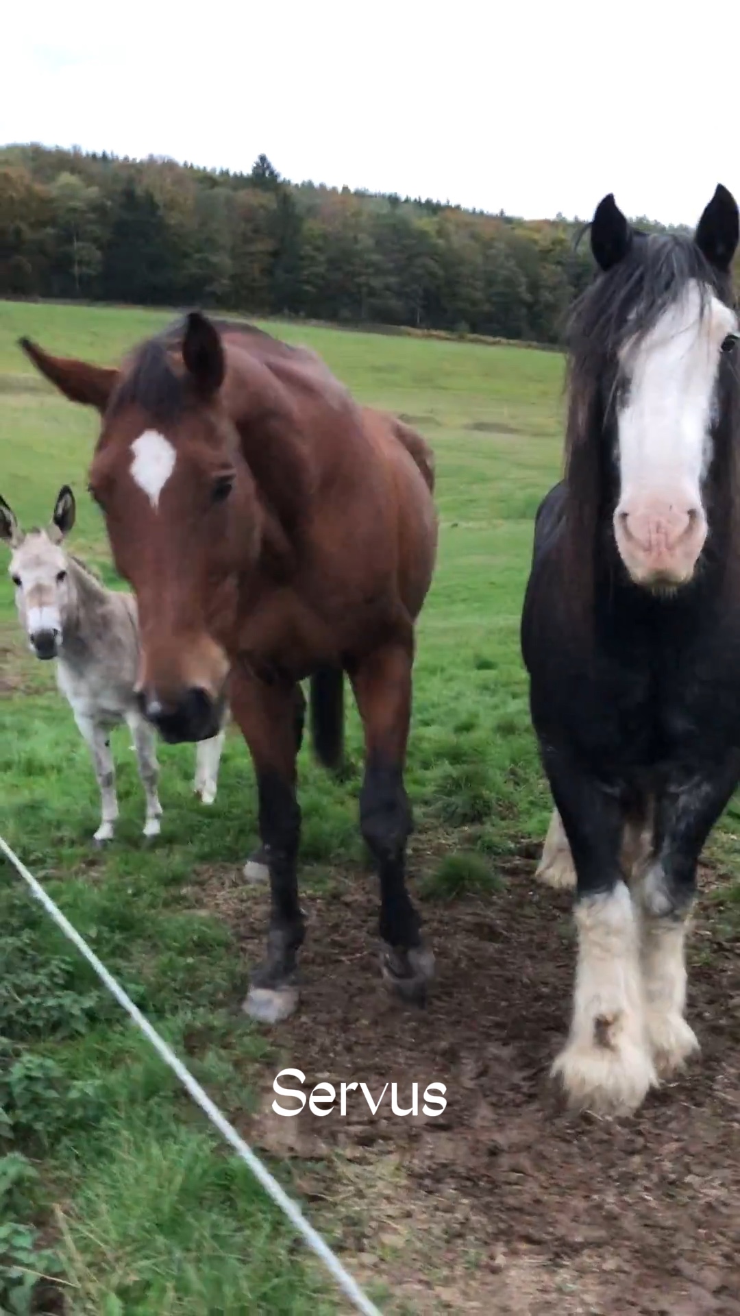 Die drei von der ⛽️