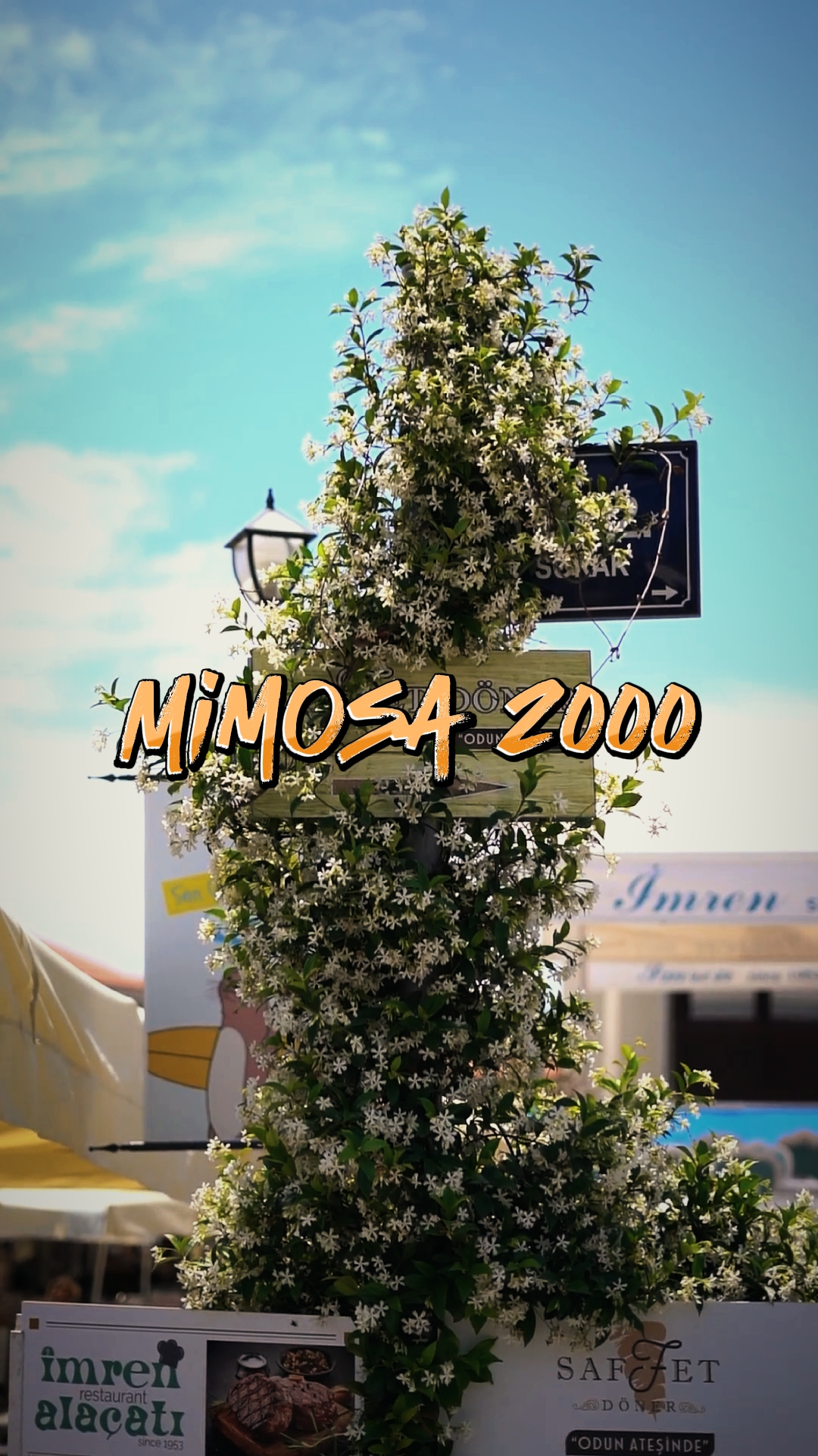 Mimosa 2000