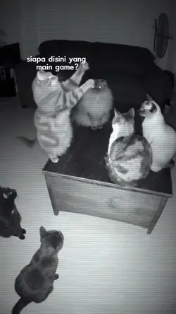 trend kucing ngobrol