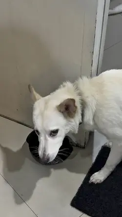Doggo daily