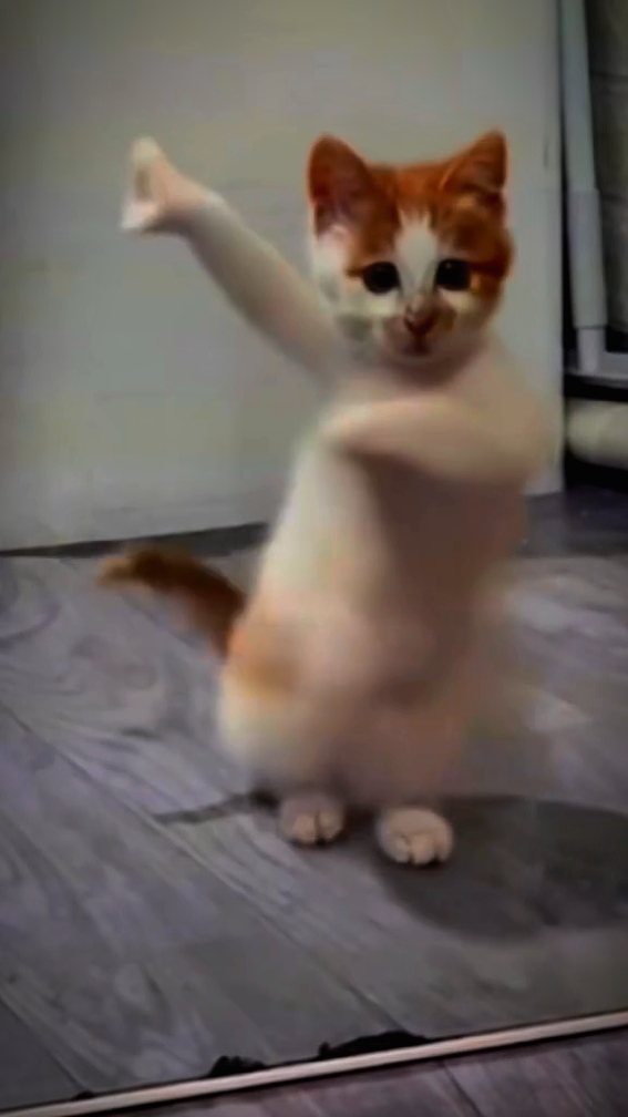 Kucing joget