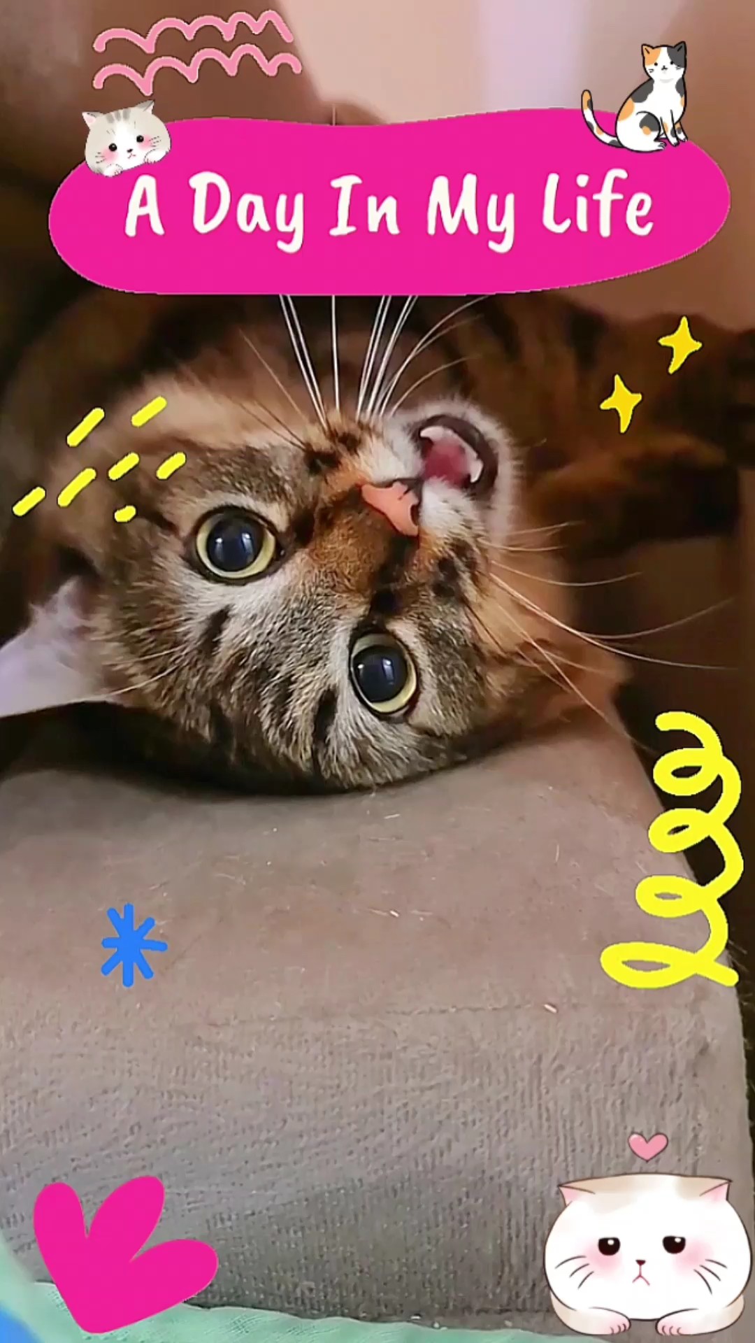 Vlog Anabul Kucing