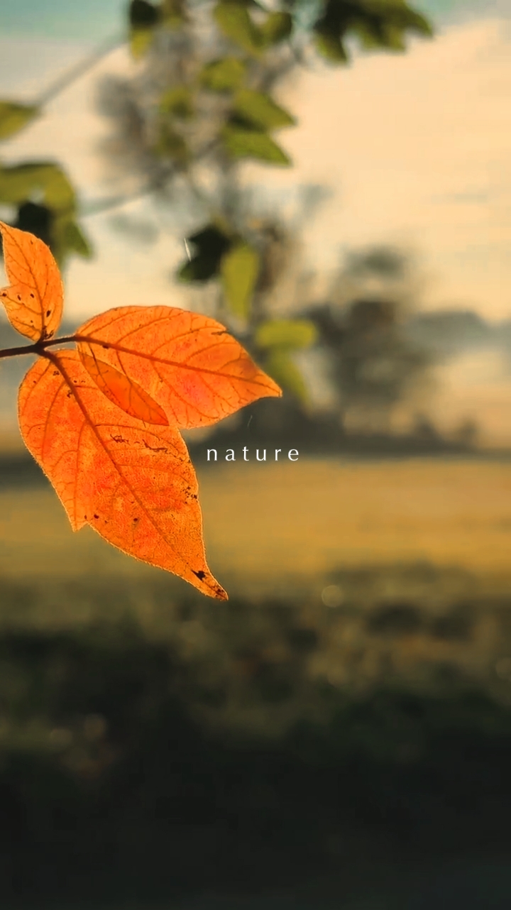 NATURE