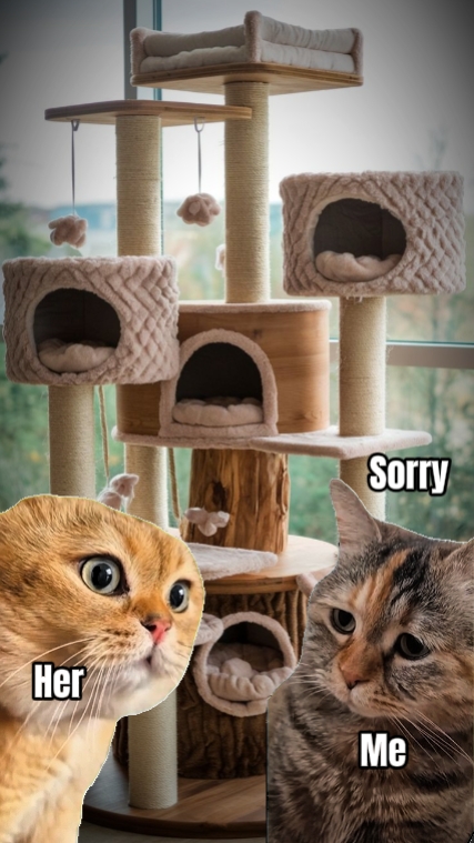 Katzen 
