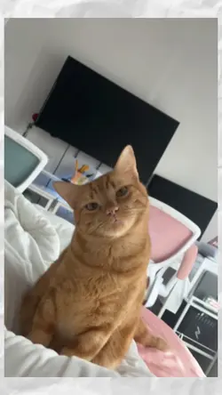 orange cat