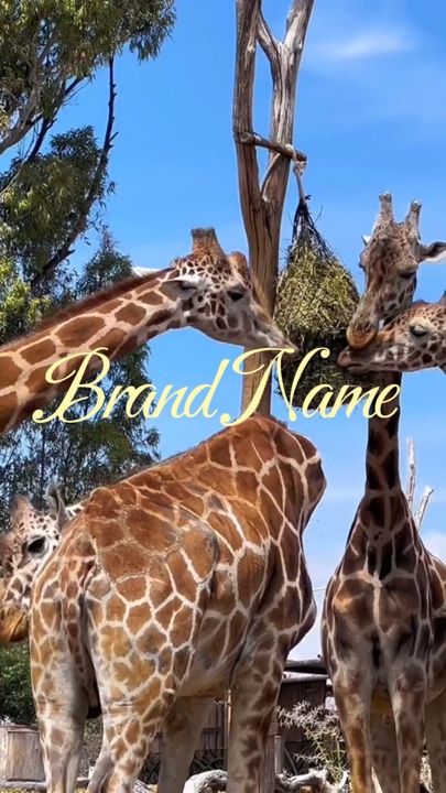 Zoo
