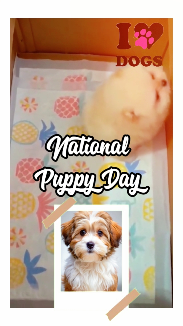 Dia Nacional do Cachorro