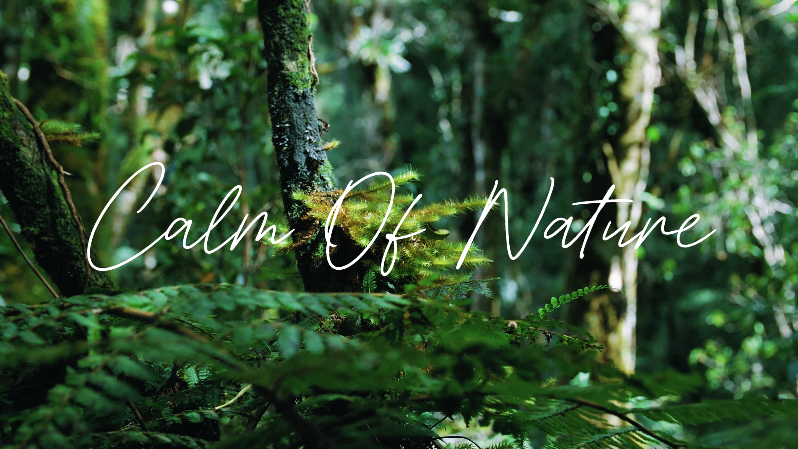 Calma Da Natureza HD