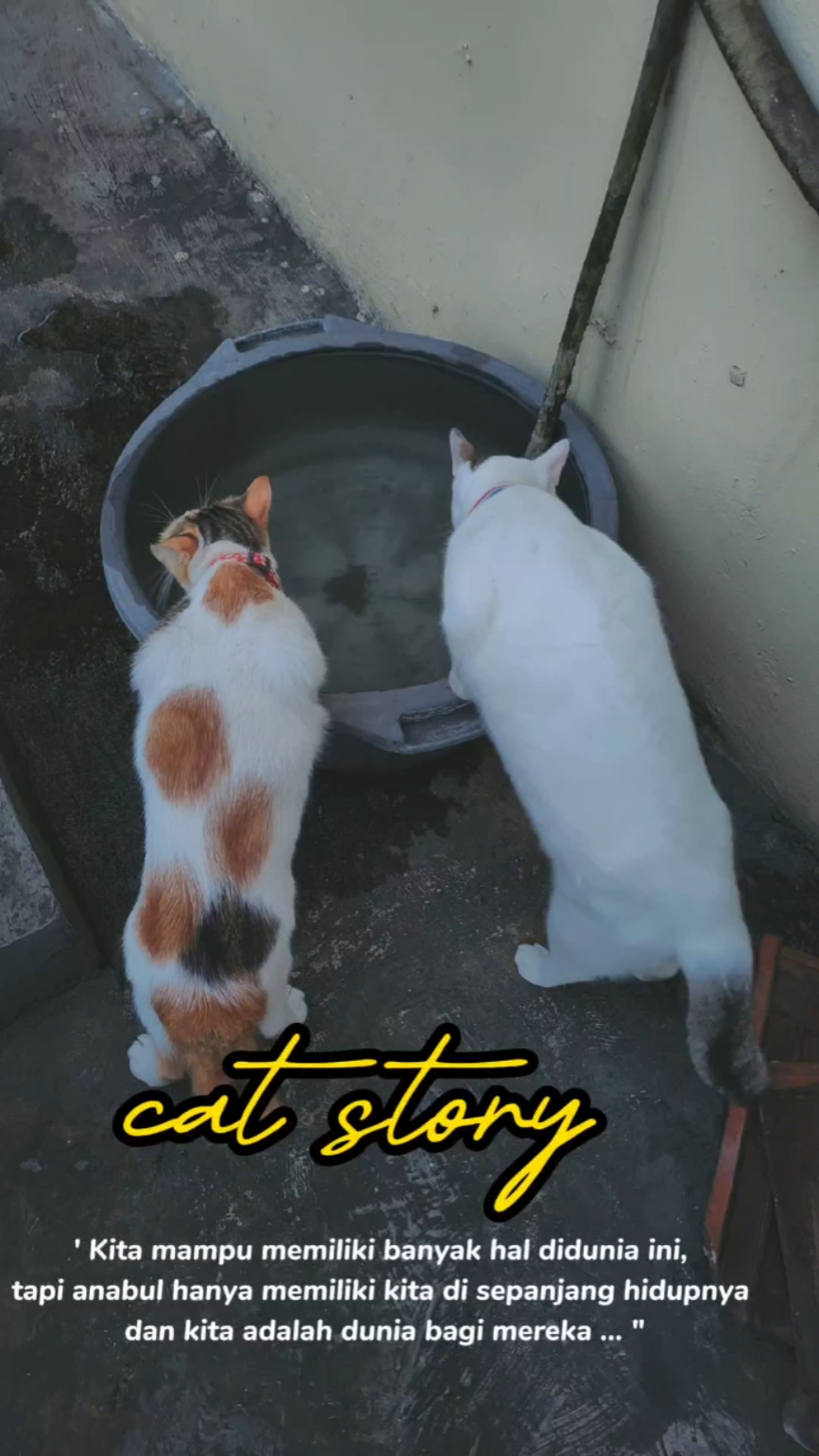 cerita kucing