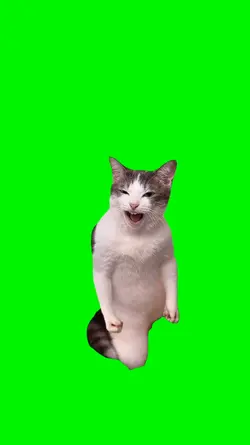 karate cat