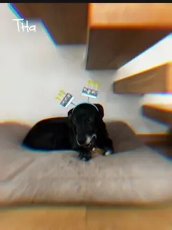Viral# cute# doggy#