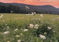 Farm life