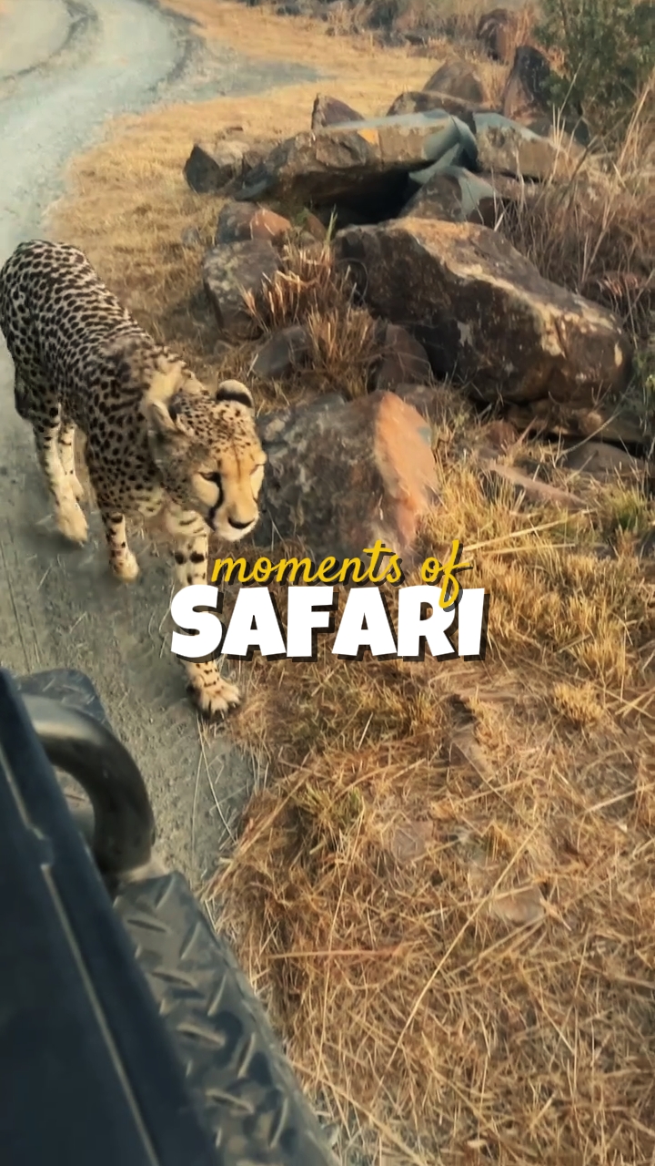 moments of safari