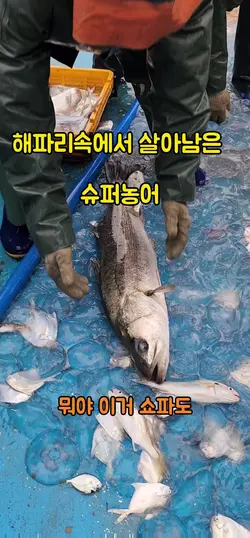 슈퍼농어