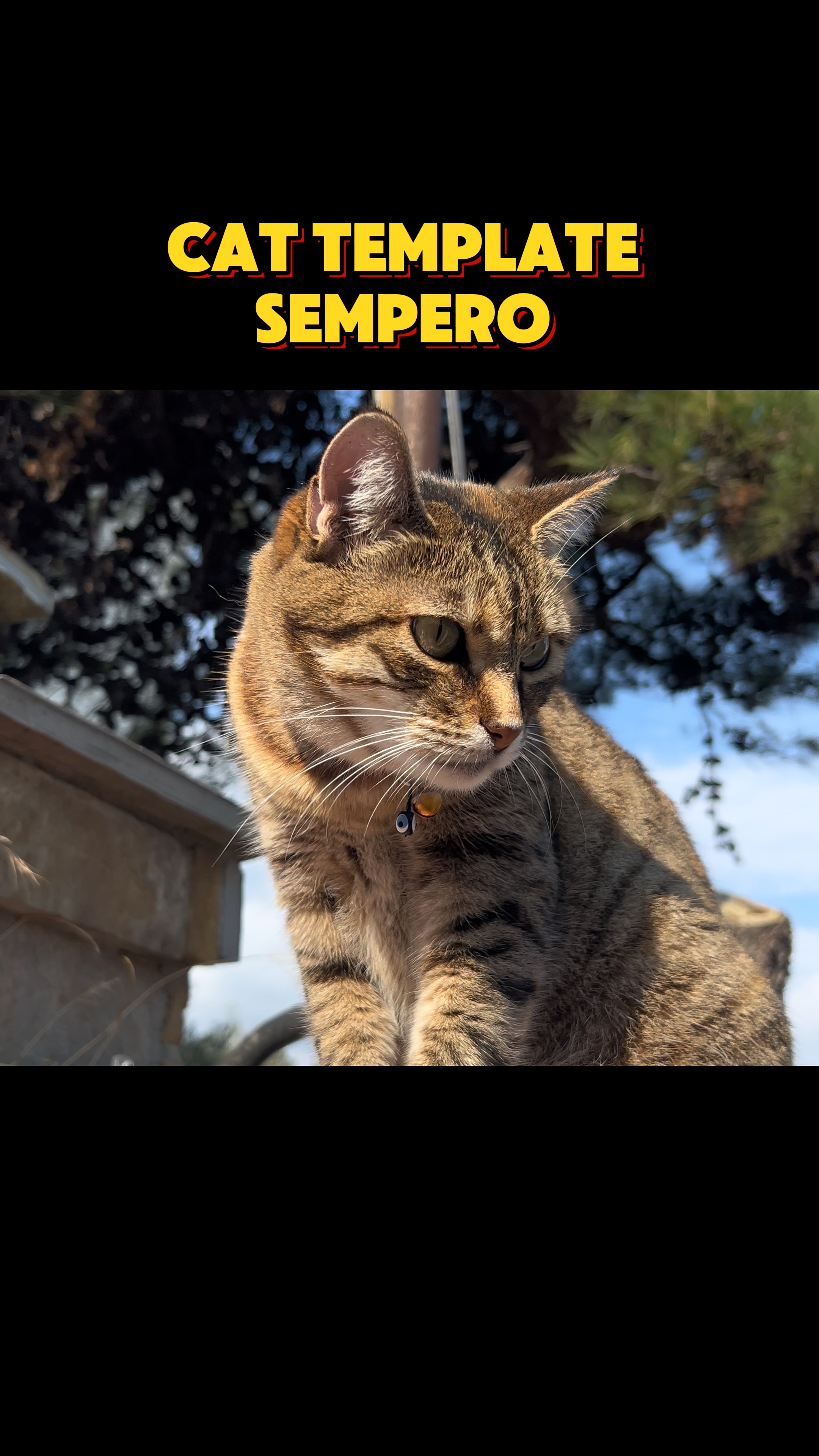 Plantilla de gato 🗿