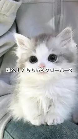 走れ！/ももクロ