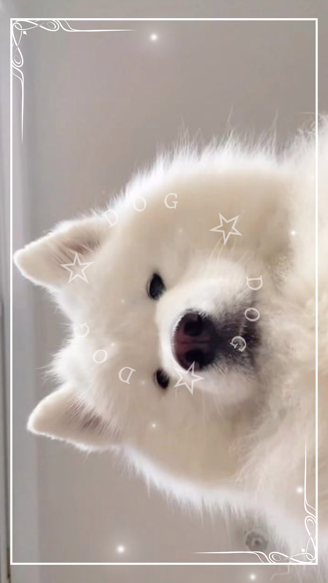 The theme is DOG